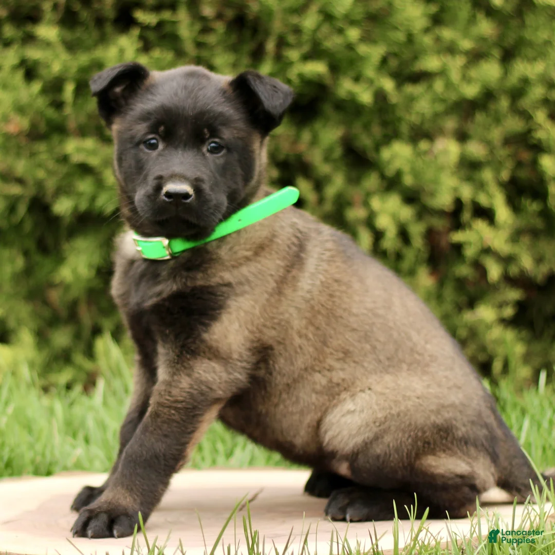 Belgian Malinois dogs for sale: Shiva  - Ad 2