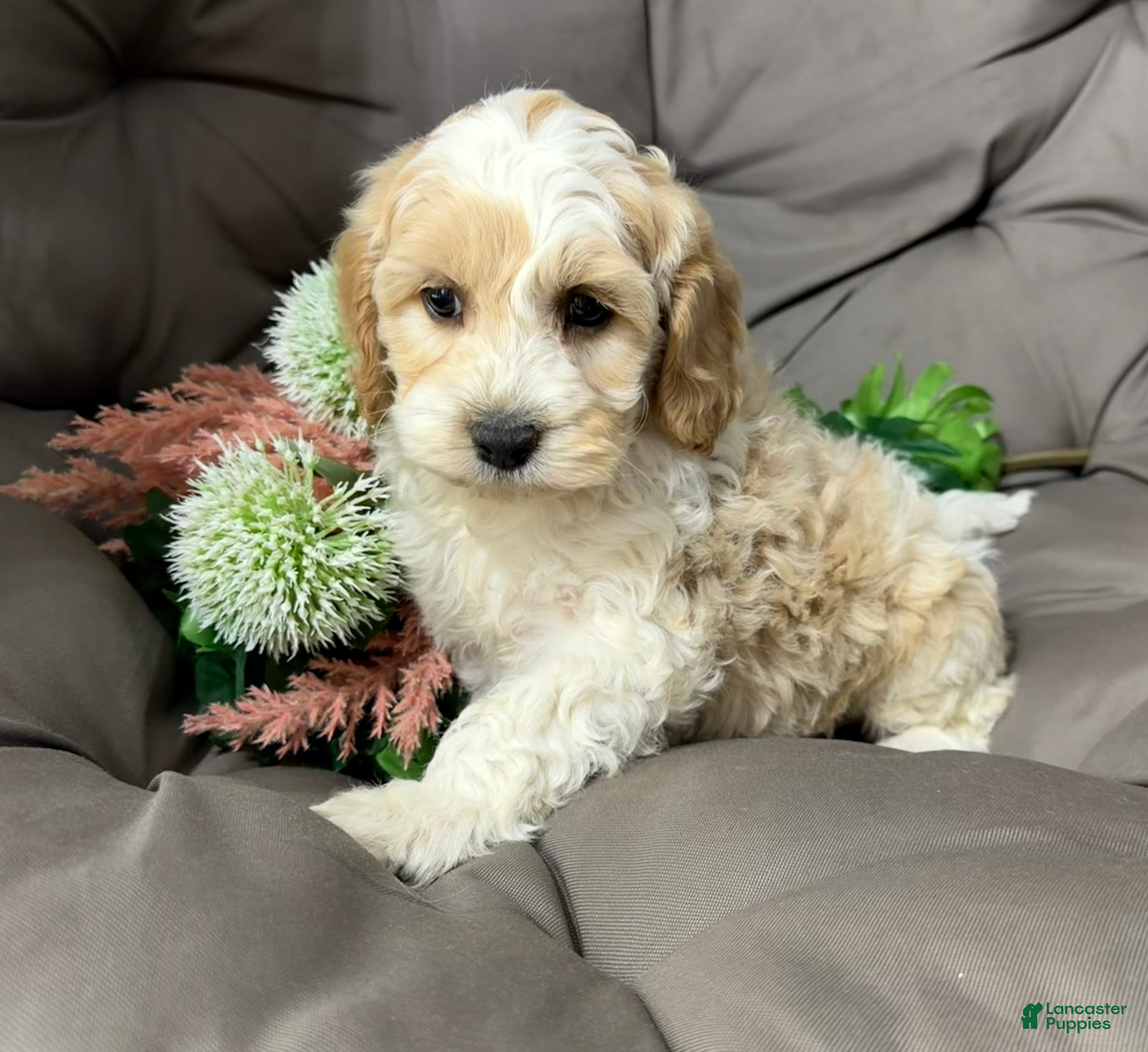 Cockapoo dogs Biff - Ad 1
