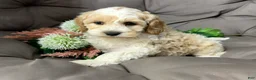 Cockapoo dogs for sale: Biff - Ad 1