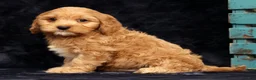Cavapoo dogs for sale: Scotty - Ad 8