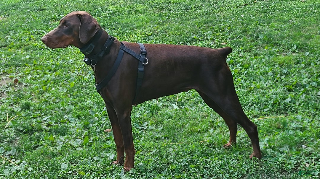 Doberman Pinscher dogs for sale: Gustav  - Ad 8