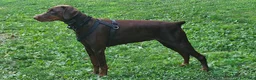 Doberman Pinscher dogs for sale: Gustav  - Ad 17
