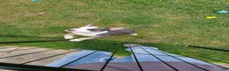 American Bully dogs for sale: American Bully 3 - Ad 12