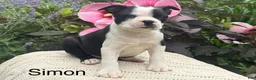 Boston Terrier dogs for sale: Boston Terrier 2 - Ad 1