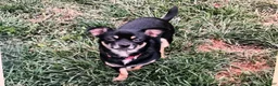 Chihuahua dogs for sale: Chihuahua 1 - Ad 3
