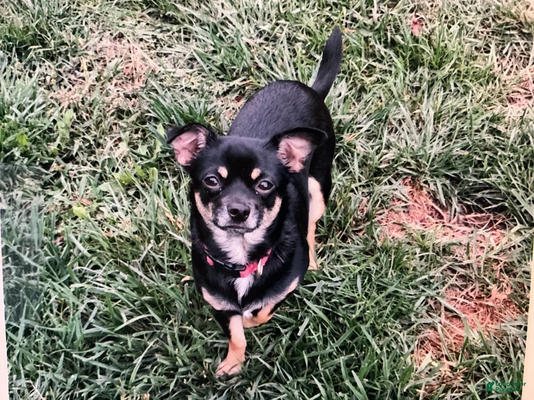 Chihuahua dogs for sale: Chihuahua 1 - Ad 3