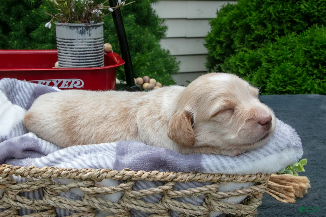 Miniature Dachshund dogs for sale: Marshall - Ad 2