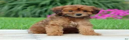 Yorkiepoo dogs for sale: Cinnamon - Ad 6