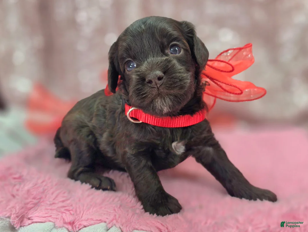 Cockapoo dogs for sale: Truffle - Ad 5