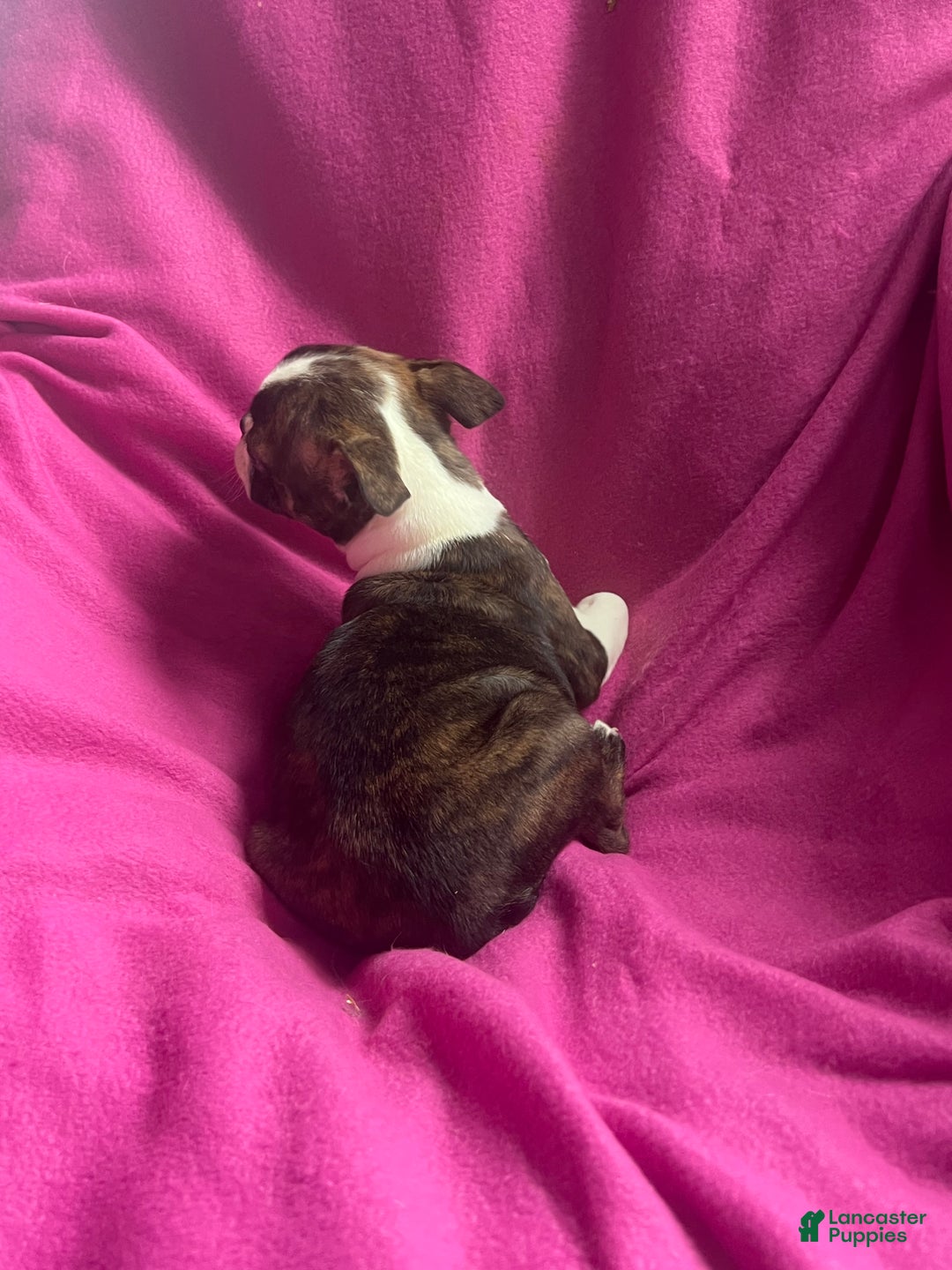 Mixed Breed dogs for sale: Karena - Ad 5