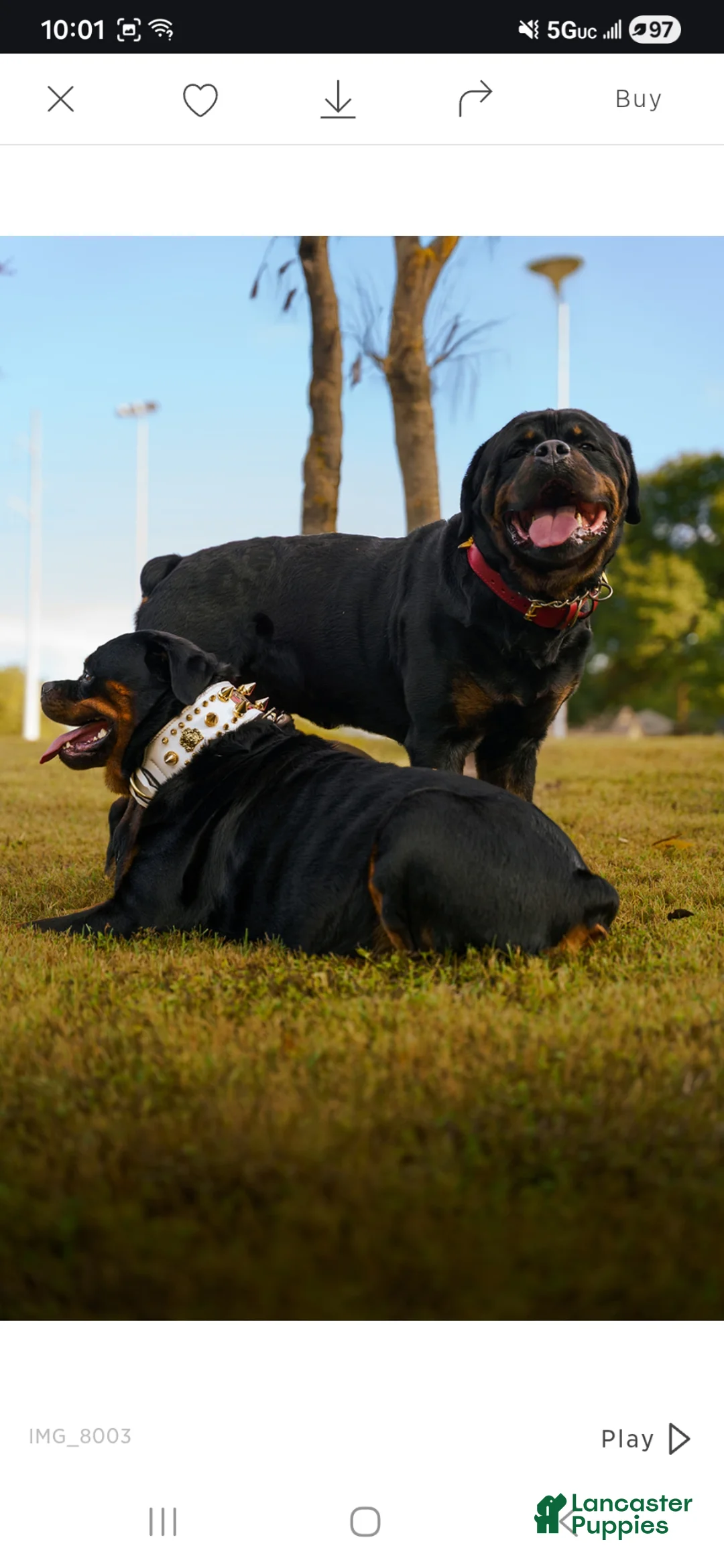 Rottweiler dogs for sale: Rottweiler Puppy 7 - Ad 2
