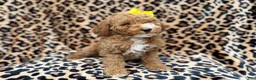 Cockapoo dogs for sale: Reagan - Ad 6