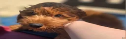 Cockapoo dogs for sale: Milan - Ad 10