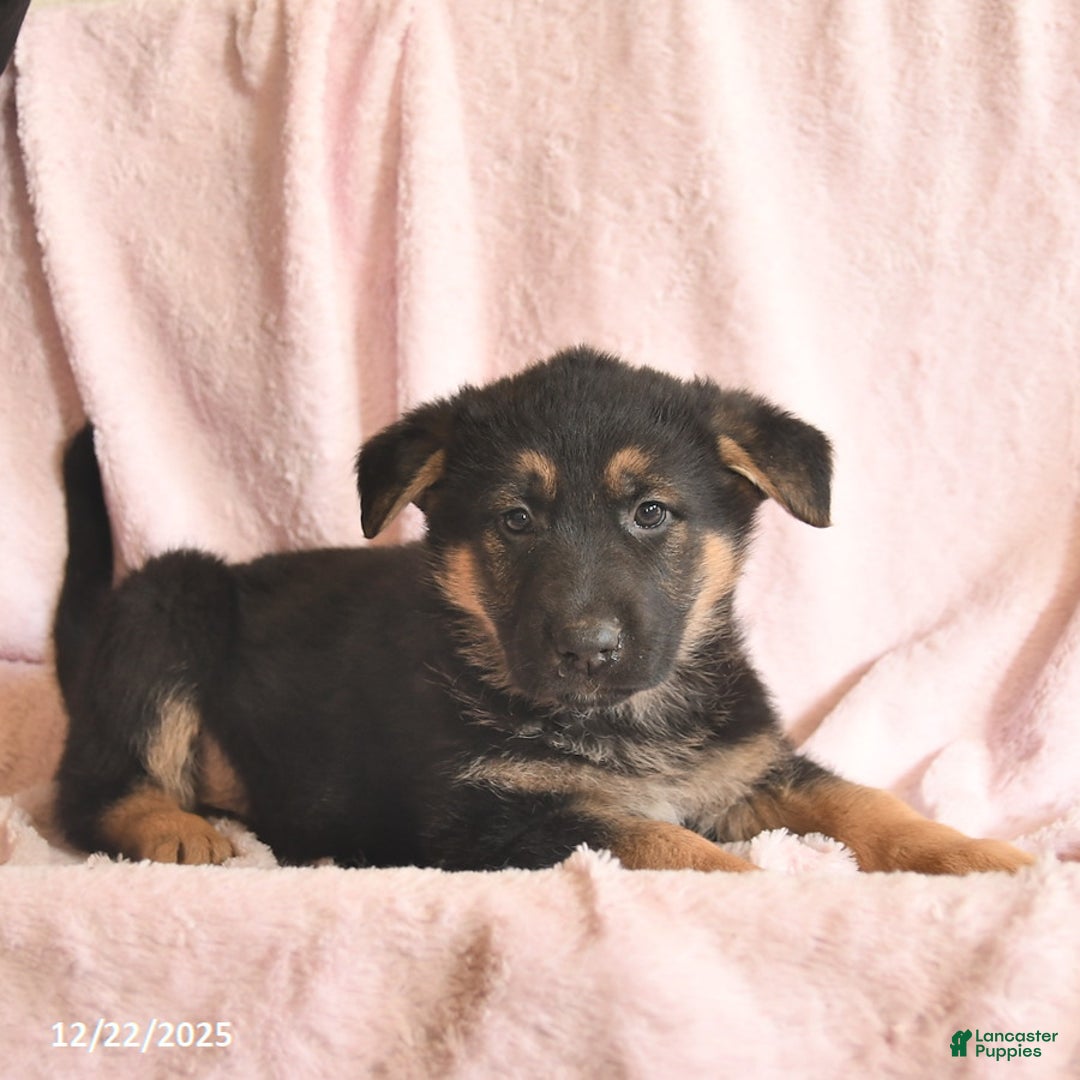 German Shepherd dogs for sale: Banjo  - Ad 5