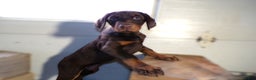 Doberman Pinscher dogs for sale: Doberman Pinscher Puppy 1 Jenny - Ad 4