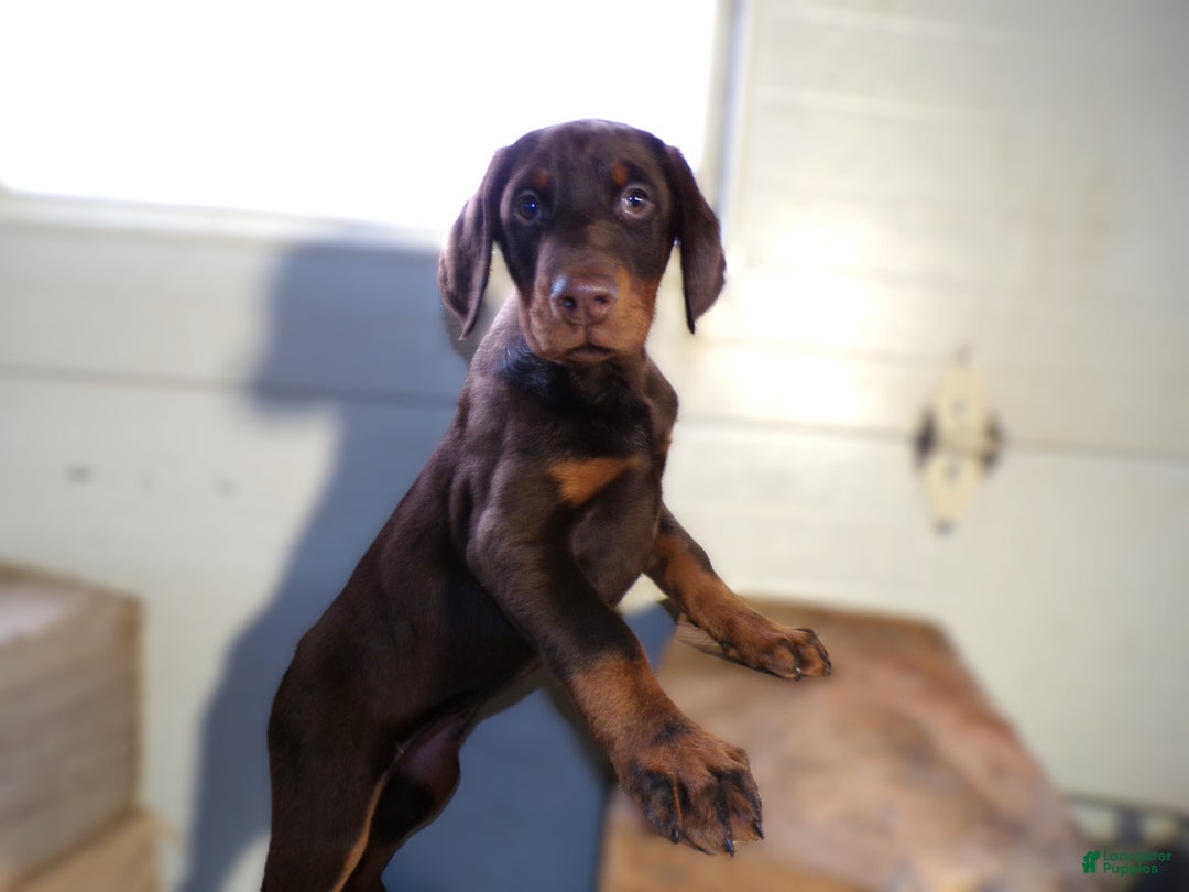 Doberman Pinscher dogs for sale: Doberman Pinscher Puppy 1 Jenny - Ad 4
