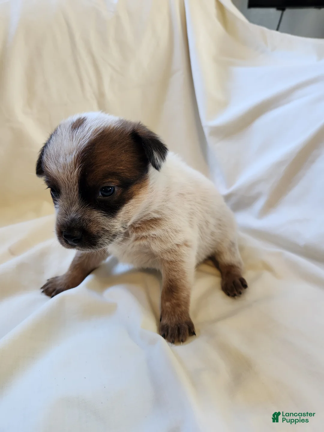 Australian Cattle Dog dogs for sale: Australian Cattle Dog Puppy 3 - Ad 2