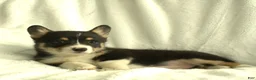 Welsh Corgi Pembroke dogs for sale: Dolly - Ad 4