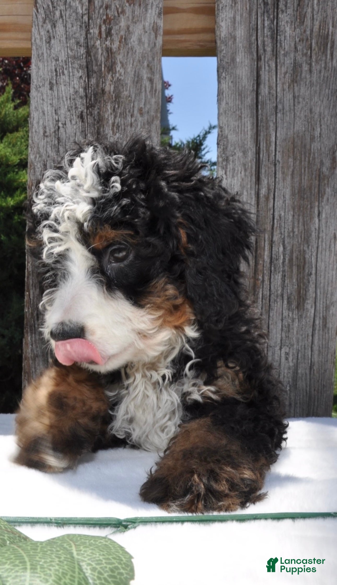 Mini Bernedoodle dogs Mr. Bear - Ad 2