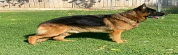 German Shepherd dogs for sale: Flair light blue girl - Ad 6