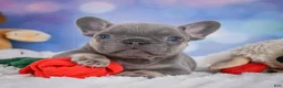 French Bulldog dogs for sale: Tulip - Ad 2
