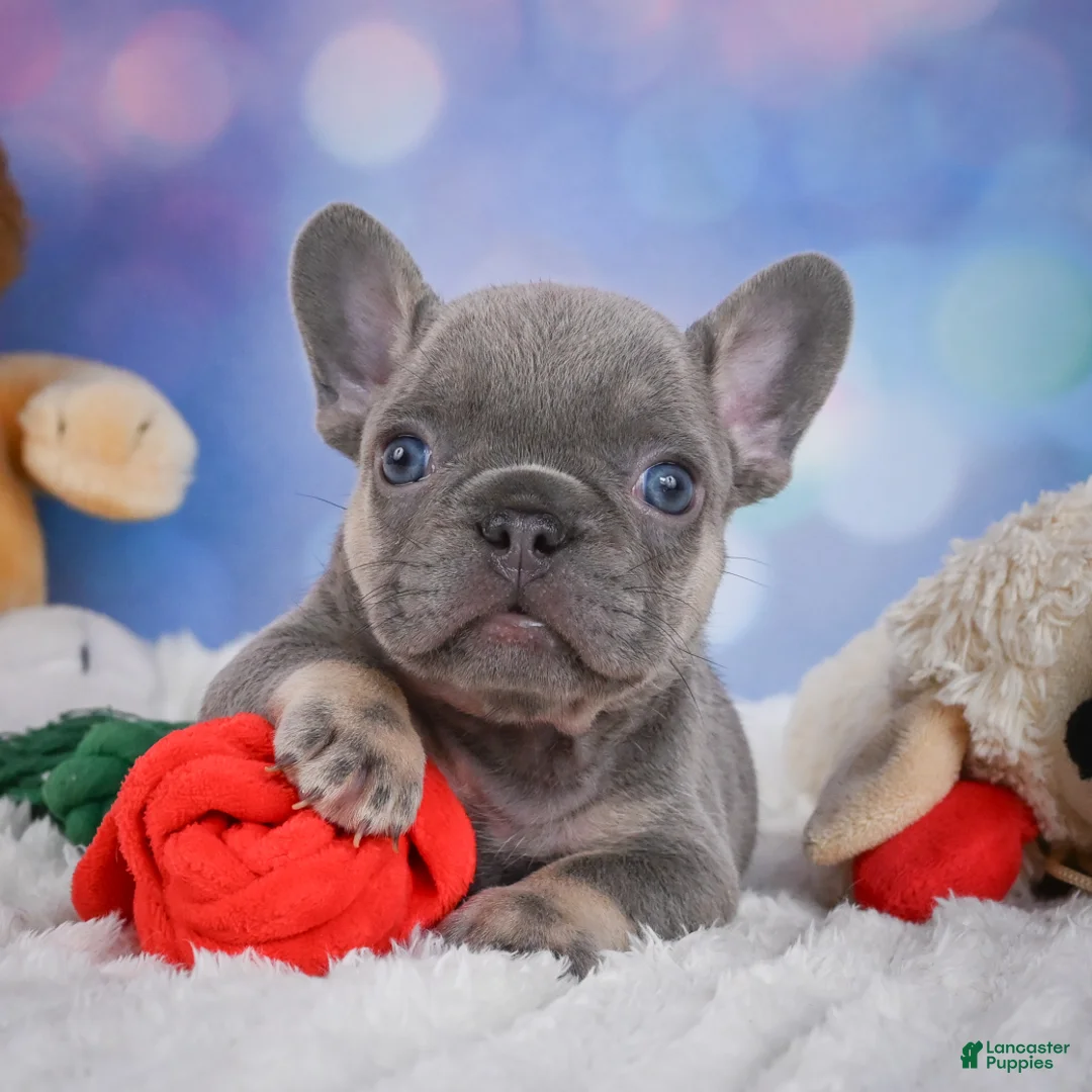French Bulldog dogs for sale: Tulip - Ad 2