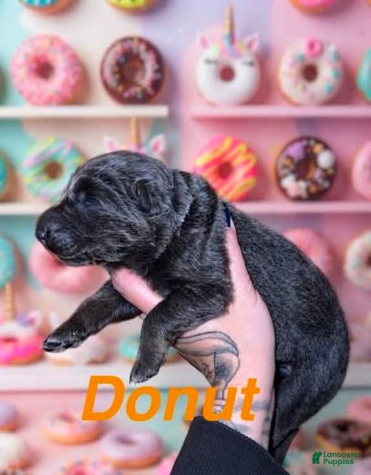 German Shepherd dogs Donut - Ad 22