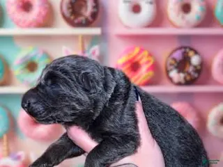 German Shepherd dogs Donut - Ad 22