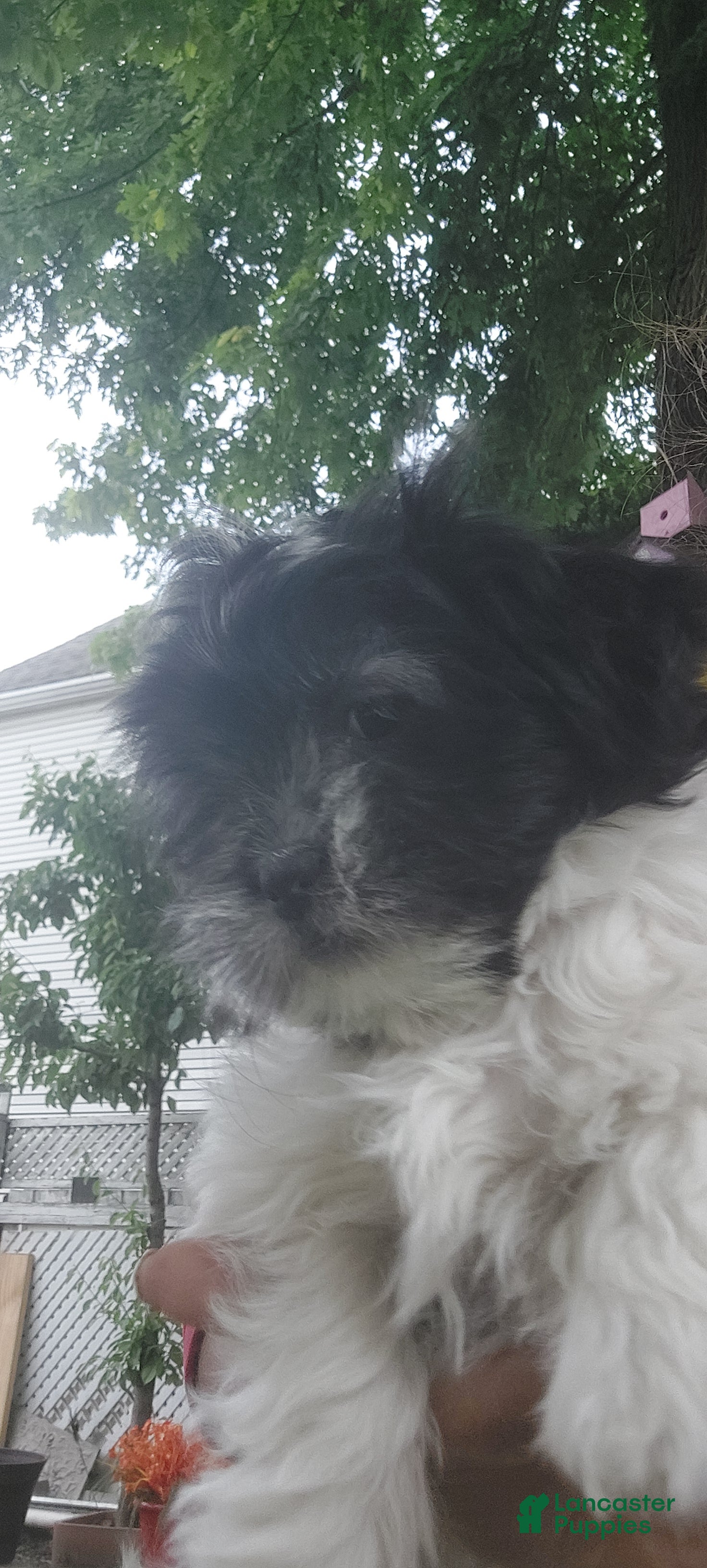 Shih Tzu dogs Shih Tzu Puppy 4 - Ad 20