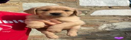 Golden Retriever dogs for sale: Bali  - Ad 1
