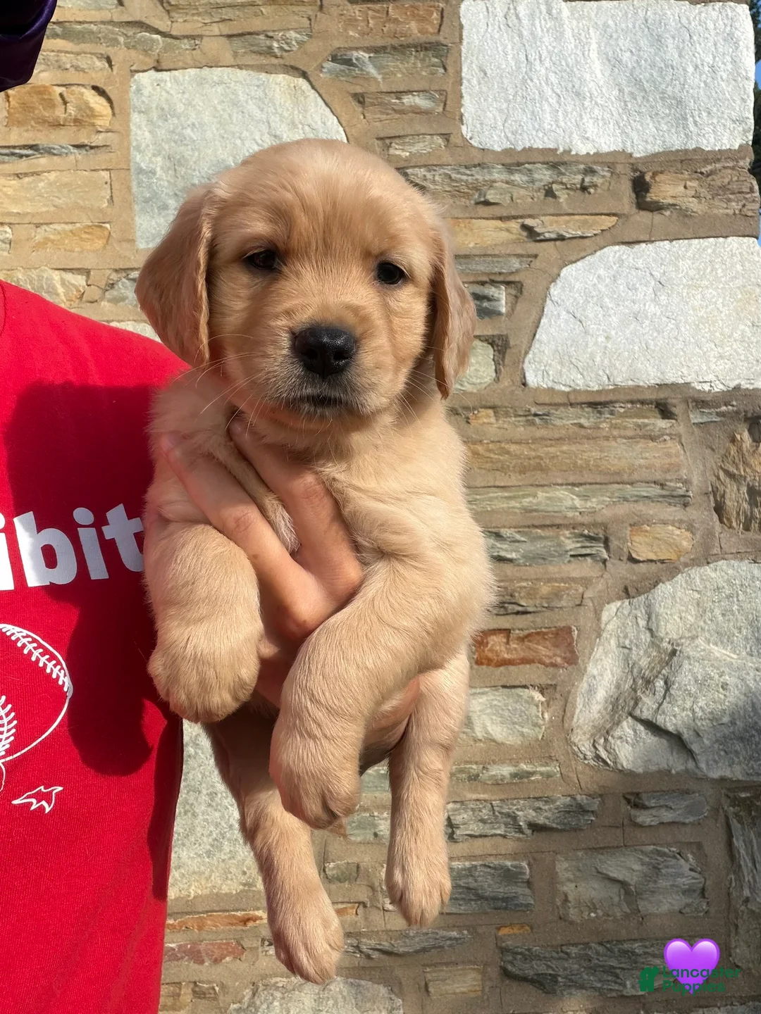 Golden Retriever dogs for sale: Bali  - Ad 1