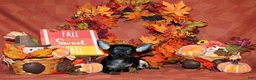 Chihuahua dogs for sale: Lionel - Ad 1