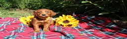 Mixed Breed dogs for sale: Summer - Irish Goldendoodle  - Ad 9