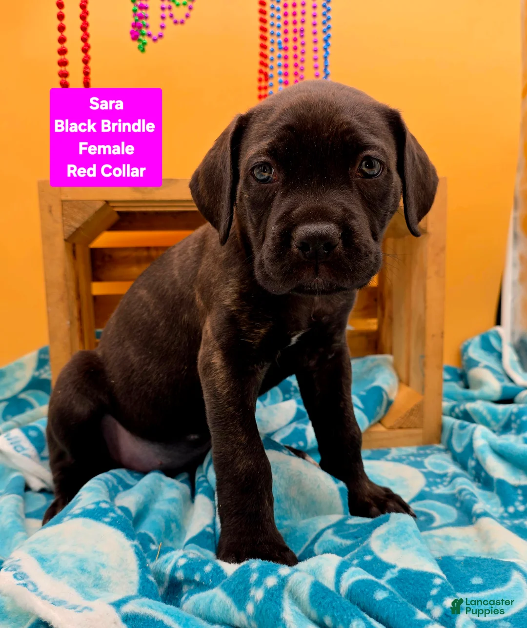 Cane Corso dogs for sale: Sara - Ad 1