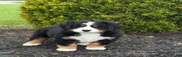 Bernese Mountain Dog dogs for sale: Beatrice - Ad 3