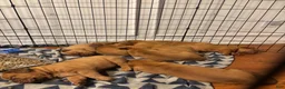 Dogue De Bordeaux dogs for sale: Dogue De Bordeaux Puppy 5 - Ad 89