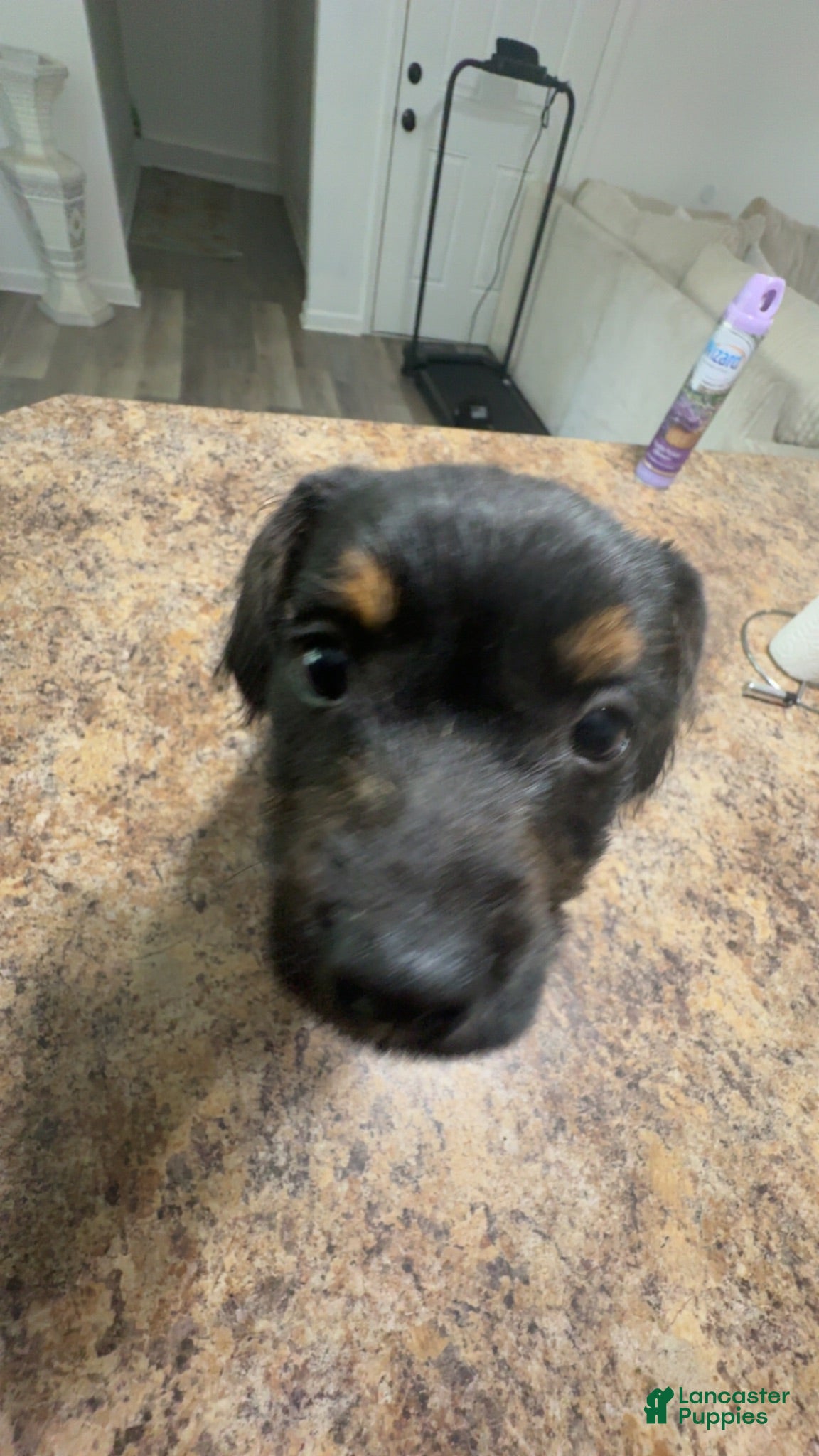 Mixed Breed dogs Mixed Breed 1 - Ad 41