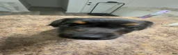 Mixed Breed dogs for sale: Mixed Breed 1 - Ad 1
