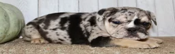 Mixed Breed dogs for sale: Mabel Female English Bulldog - Ad 6