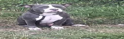 American Pit Bull Terrier dogs for sale: American Pit Bull Terrier 3 - Ad 11