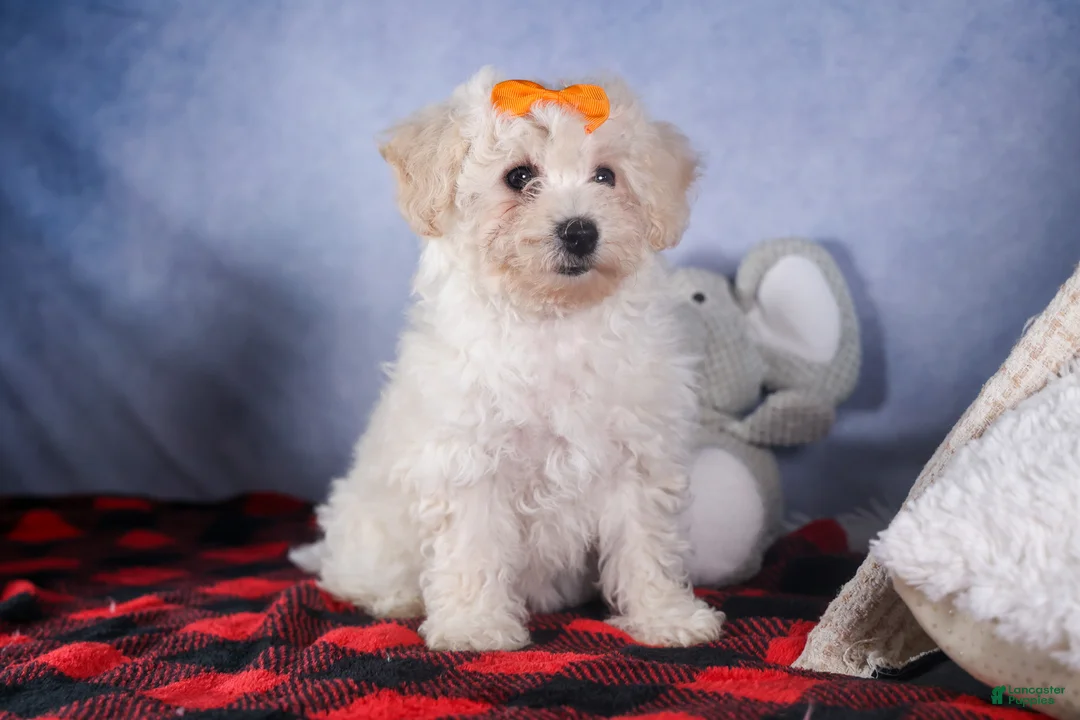 Bichon Frise dogs for sale: Darla - Ad 3