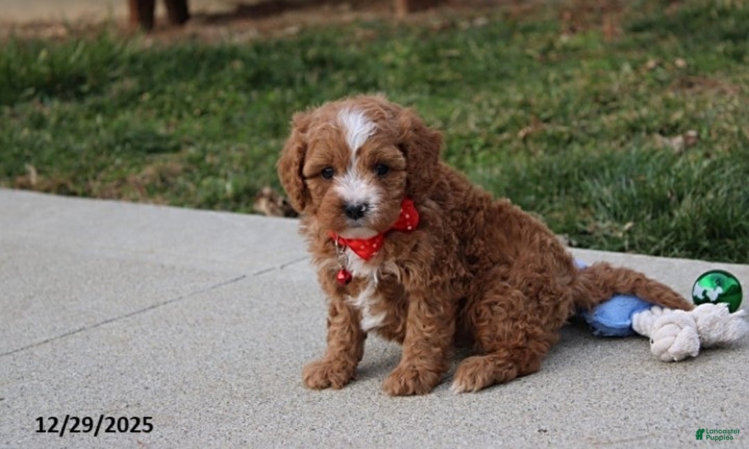 Cavapoo dogs for sale: Elliot - Ad 5