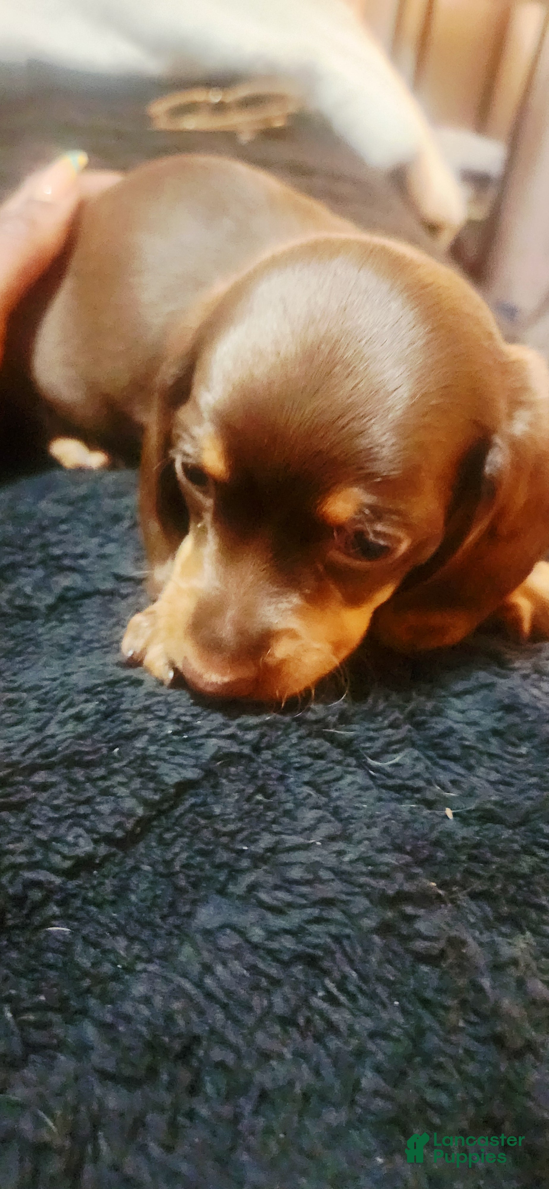 Dachshund dogs Dachshund Puppy Chunky - Ad 35