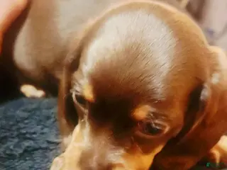 Dachshund dogs Dachshund Puppy Chunky - Ad 37