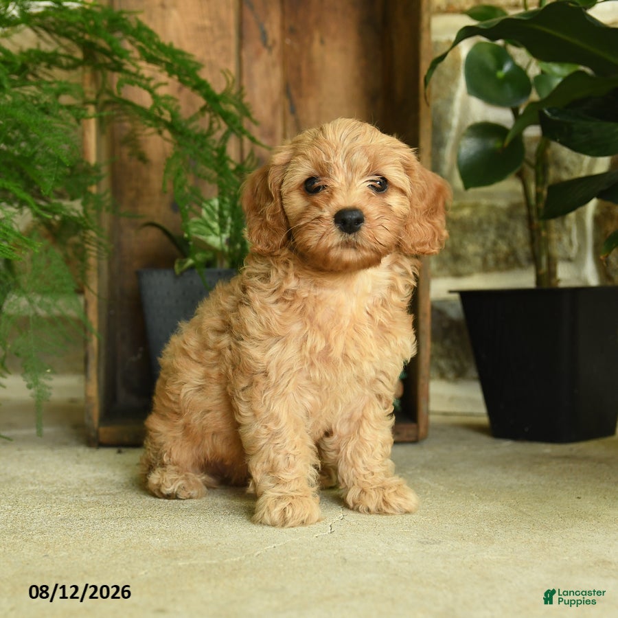 Cavapoo dogs Poppy - Ad 1