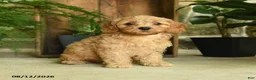 Cavapoo dogs for sale: Poppy - Ad 1