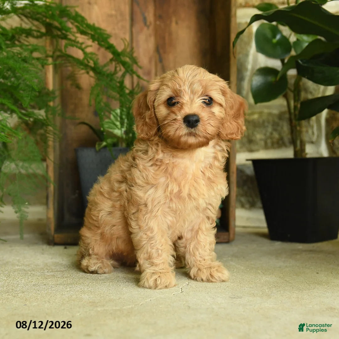 Cavapoo dogs for sale: Poppy - Ad 1
