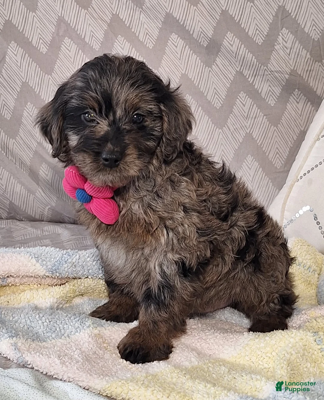 Mini Goldendoodle dogs for sale: Diana - Ad 4