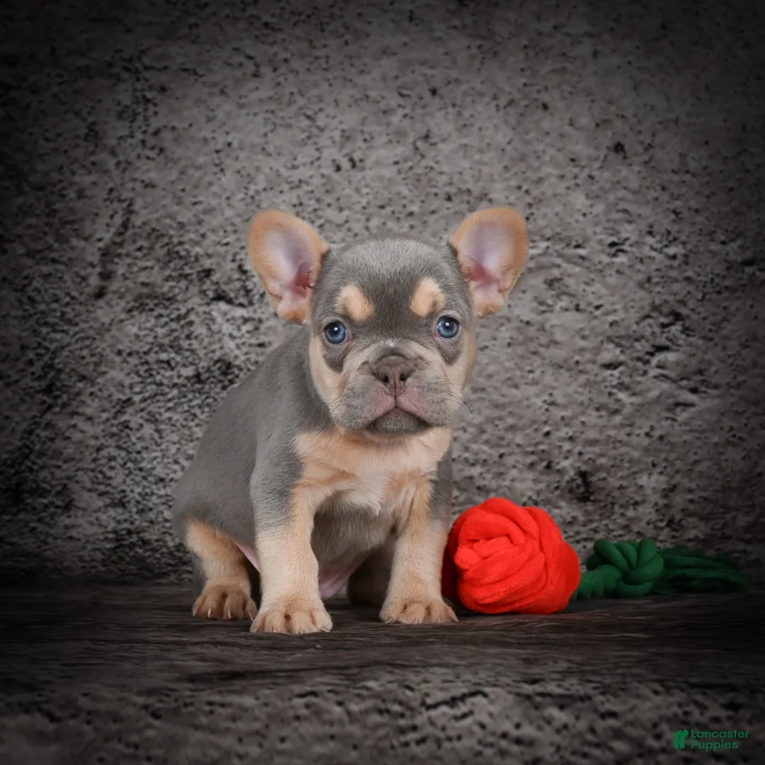French Bulldog dogs for sale: Oscar - Ad 7