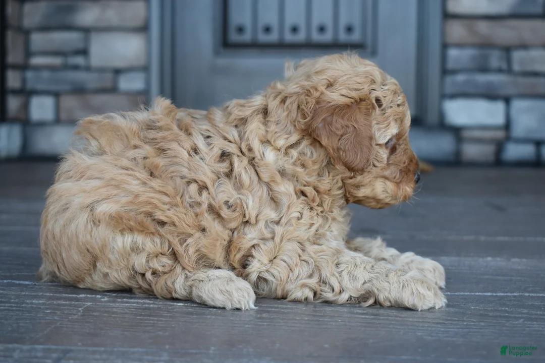 Mini Goldendoodle dogs for sale: Hunter - Ad 7